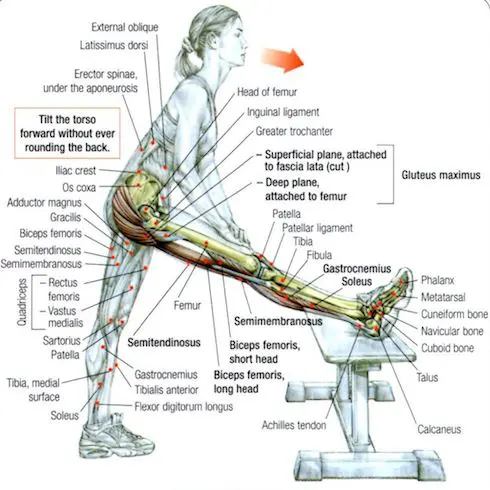 Hamstrings-stretch option 1