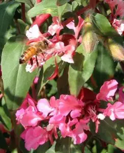 WildfloweringLA-bees-1