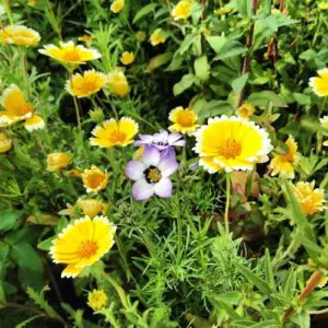 WildfloweringLA-flowers-1