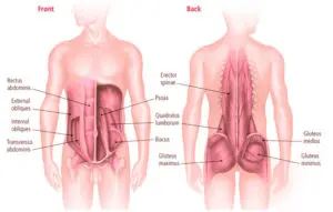 core-muscles