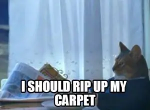 cat carpet