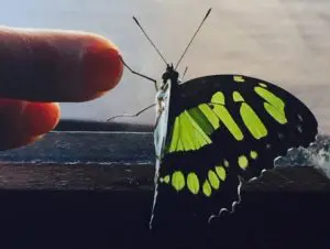Bday butterfly