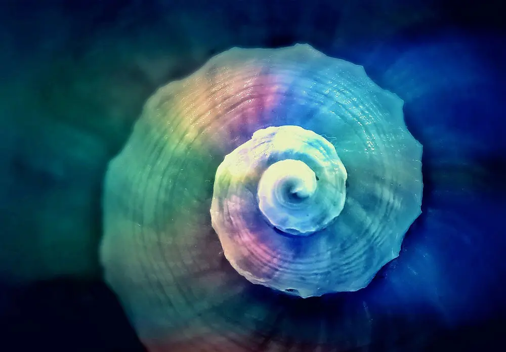 snail