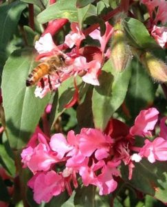 WildfloweringLA-bees-1