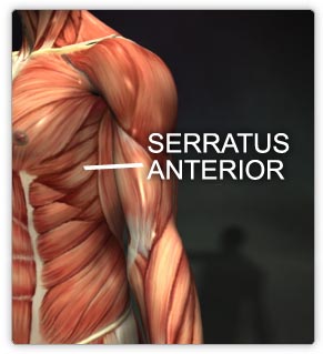 serratus-1