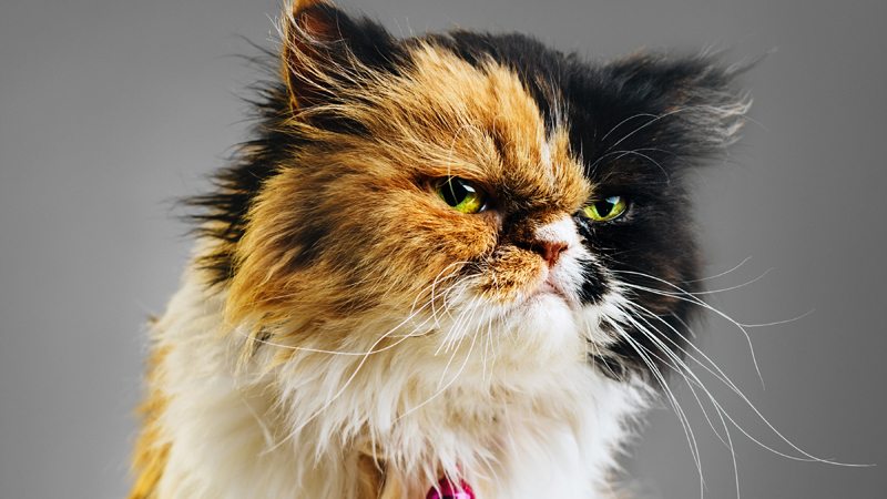grumpy cat